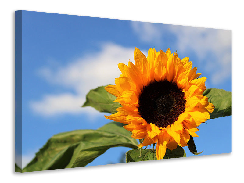 3-piece-canvas-print-sunflower-in-bloom