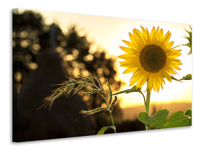 3-piece-canvas-print-sunflower-in-the-sunrise