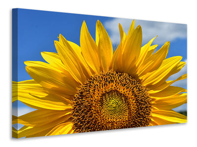 3-piece-canvas-print-sunflower-in-xxl