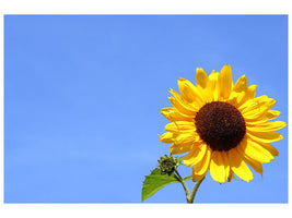 3-piece-canvas-print-sunflower-with-blue-sky