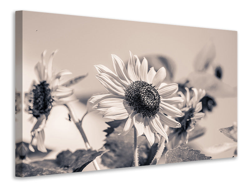 3-piece-canvas-print-sunflowers-sw