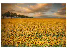 modern-4-piece-canvas-print-sunflowers