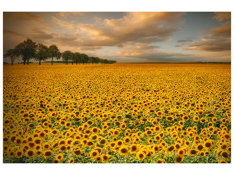 modern-3-piece-canvas-print-sunflowers