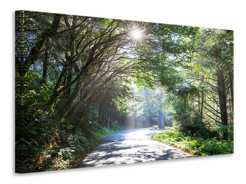 5-piece-canvas-print-sunny-forest-path