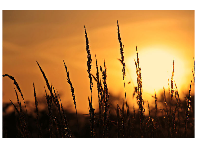3-piece-canvas-print-sunrise-on-the-field