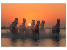 canvas-print-sunset-in-camargue-x