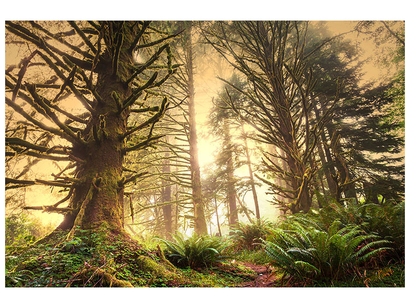 5-piece-canvas-print-sunset-in-jungle