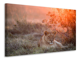 3-piece-canvas-print-sunset-lioness