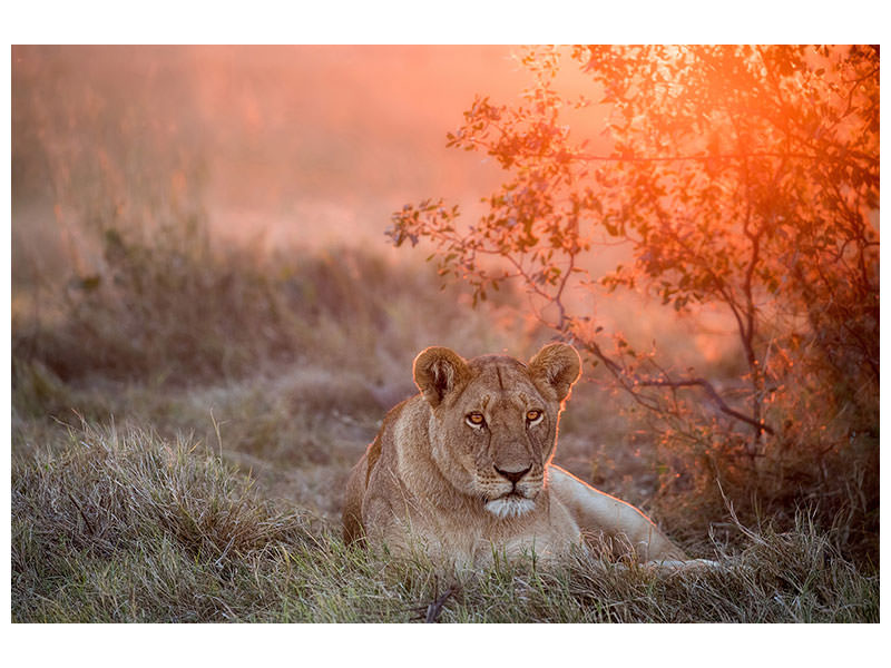 3-piece-canvas-print-sunset-lioness