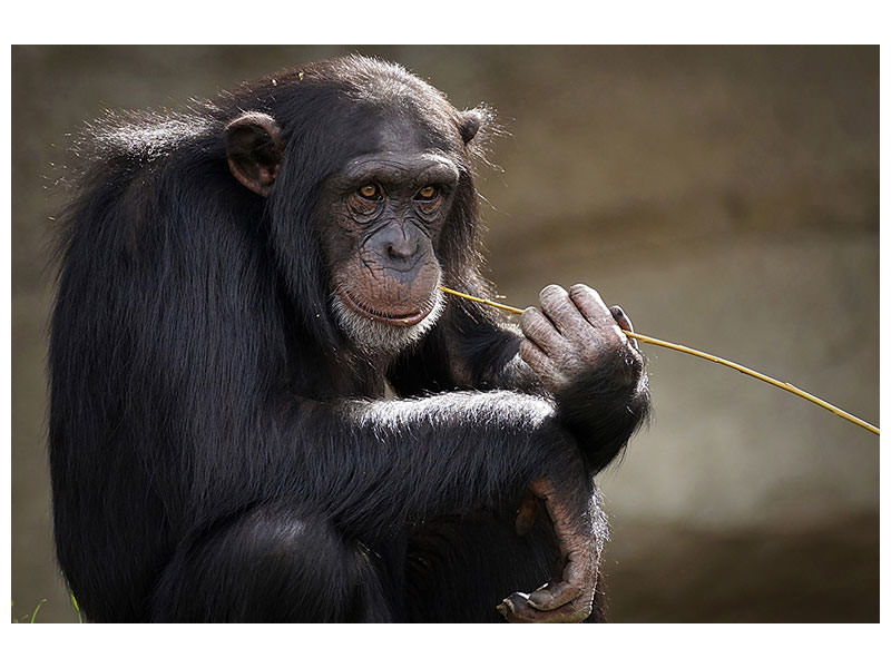 3-piece-canvas-print-sweet-chimpanzee