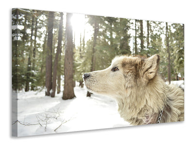 3-piece-canvas-print-the-alaskan-malamute
