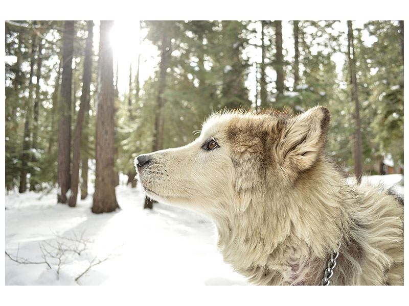 3-piece-canvas-print-the-alaskan-malamute