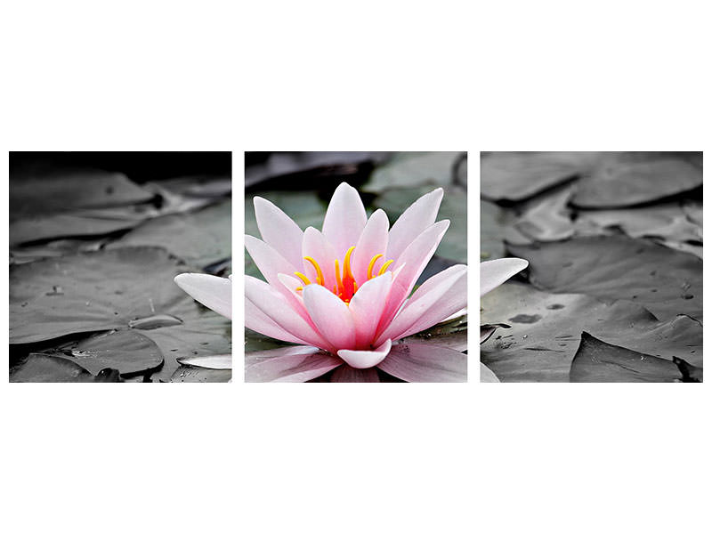 modern-3-piece-canvas-print-the-art-of-water-lily