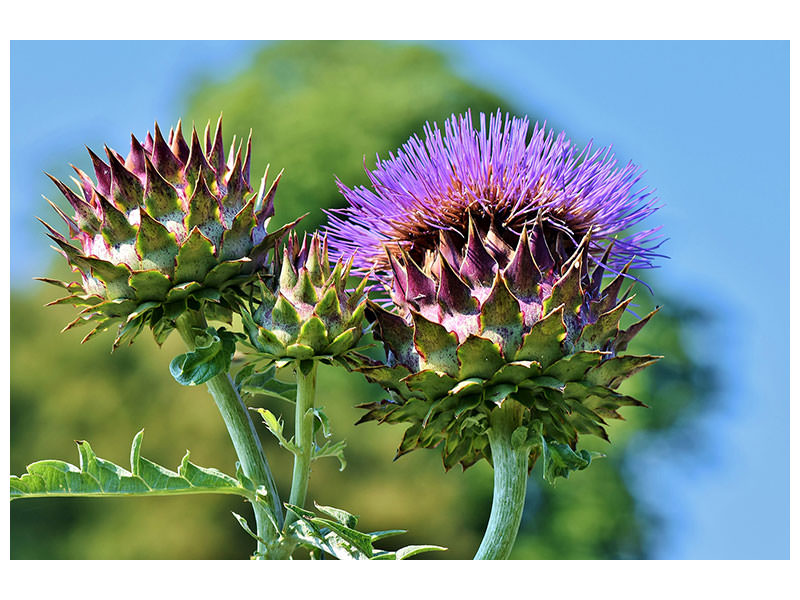 modern-4-piece-canvas-print-the-artichoke-xl