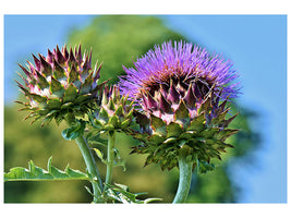 4-piece-canvas-print-the-artichoke-xl
