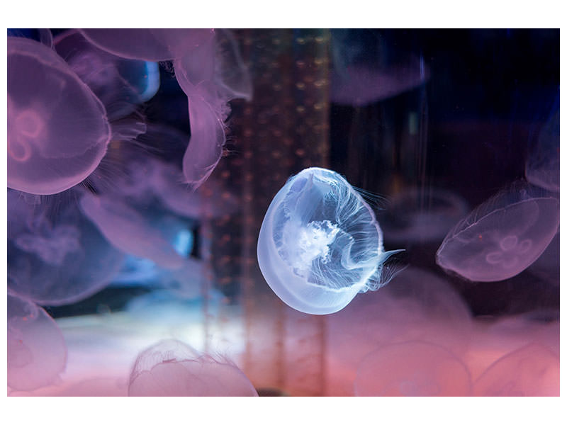5-piece-canvas-print-the-beauty-of-jellyfish