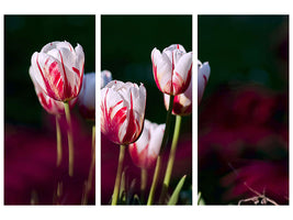 4-piece-canvas-print-the-beauty-of-the-tulips