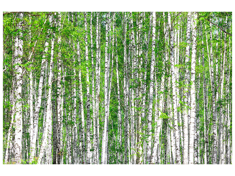 modern-4-piece-canvas-print-the-birch-forest