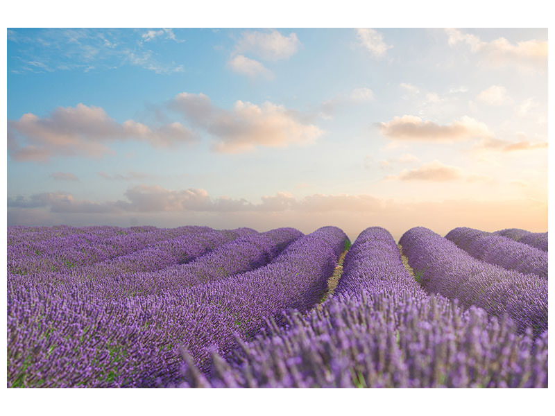 modern-4-piece-canvas-print-the-blooming-lavender-field