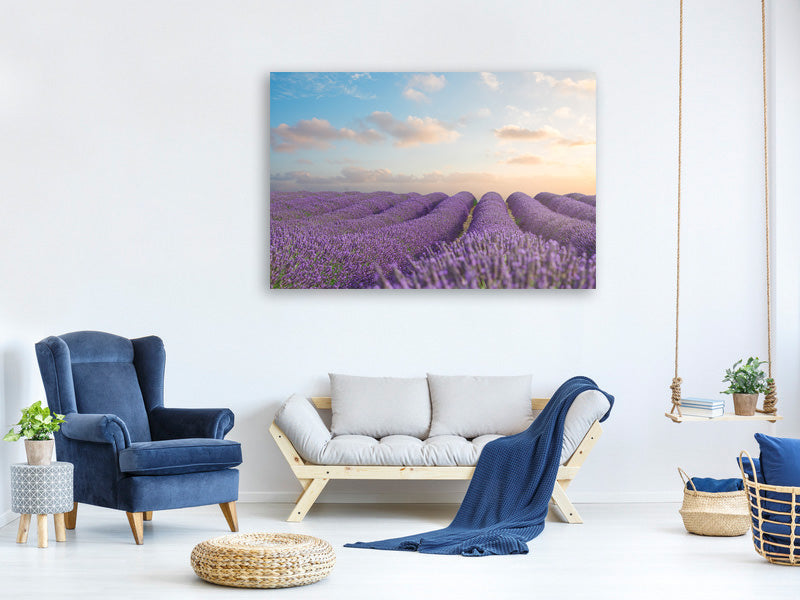 panoramic-3-piece-canvas-print-the-blooming-lavender-field