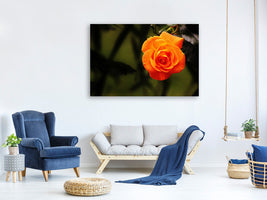 3-piece-canvas-print-the-blossom-of-the-rose