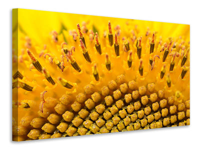 3-piece-canvas-print-the-buds-of-the-sunflower-in-xxl