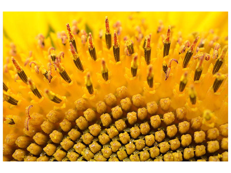 panoramic-3-piece-canvas-print-the-buds-of-the-sunflower-in-xxl