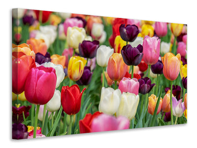 5-piece-canvas-print-the-colors-of-the-tulips