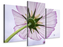 5-piece-canvas-print-the-cosmos-flower