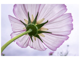 5-piece-canvas-print-the-cosmos-flower