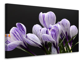 modern-3-piece-canvas-print-the-crocus