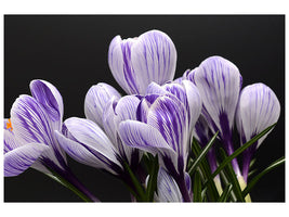 modern-4-piece-canvas-print-the-crocus