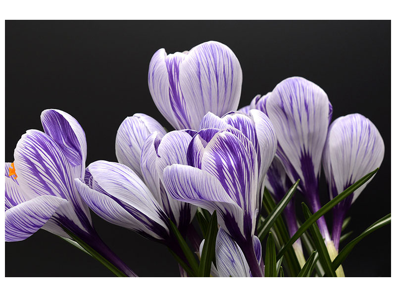 3-piece-canvas-print-the-crocus