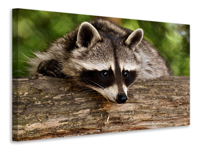 3-piece-canvas-print-the-cute-raccoon