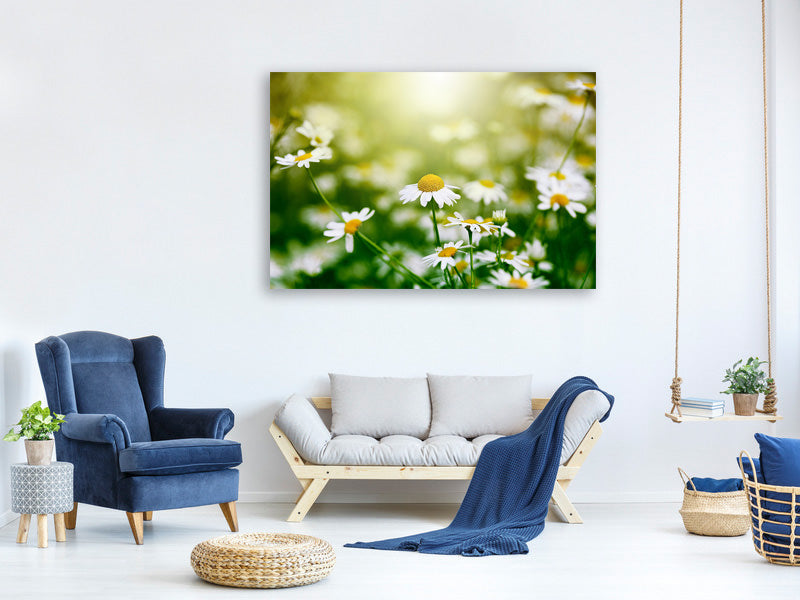 4-piece-canvas-print-the-daisy