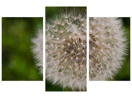 5-piece-canvas-print-the-dandelion-in-nature