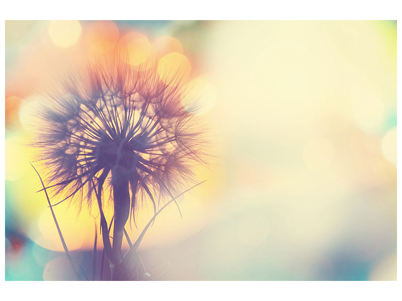 panoramic-canvas-print-the-dandelion-in-the-light