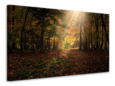 3-piece-canvas-print-the-deciduous-forest
