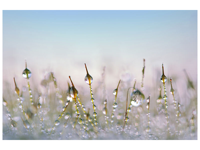 modern-3-piece-canvas-print-the-dew-drops