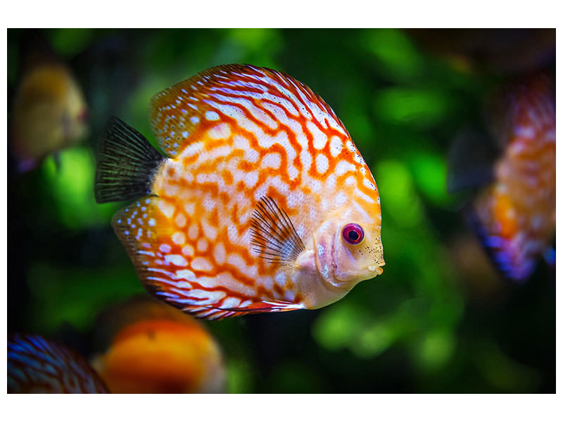 3-piece-canvas-print-the-discus-fish