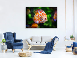3-piece-canvas-print-the-discus-fish