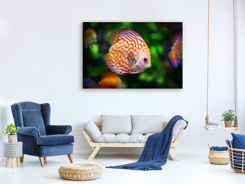 3-piece-canvas-print-the-discus-fish