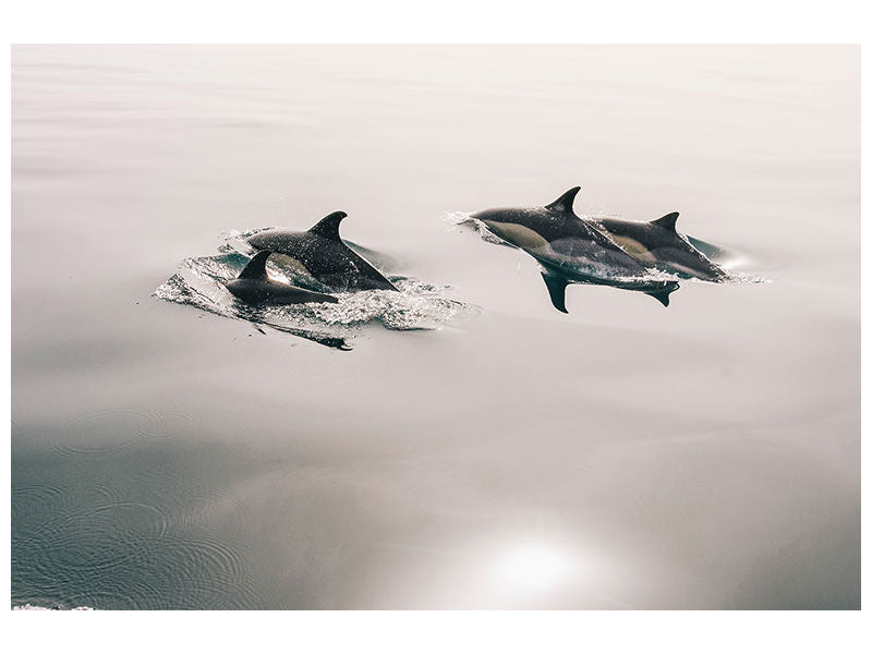 panoramic-3-piece-canvas-print-the-dolphins