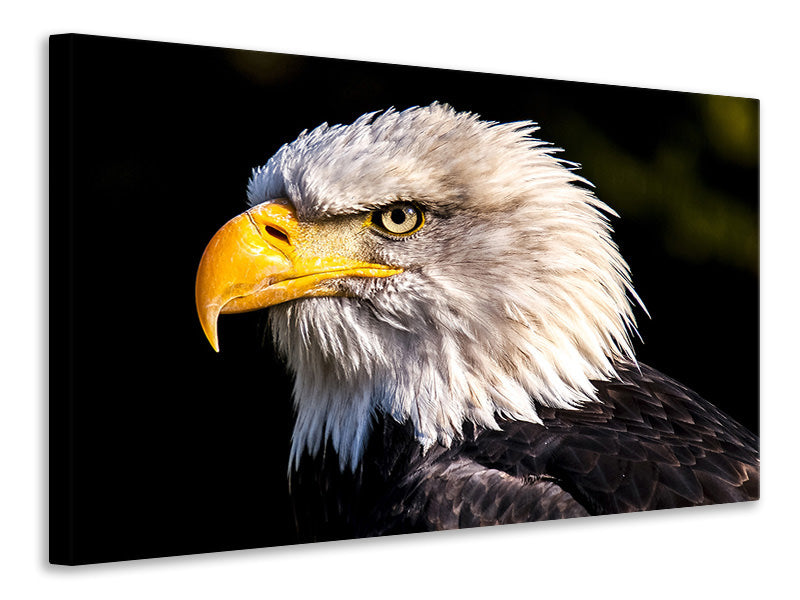 3-piece-canvas-print-the-eagle-head