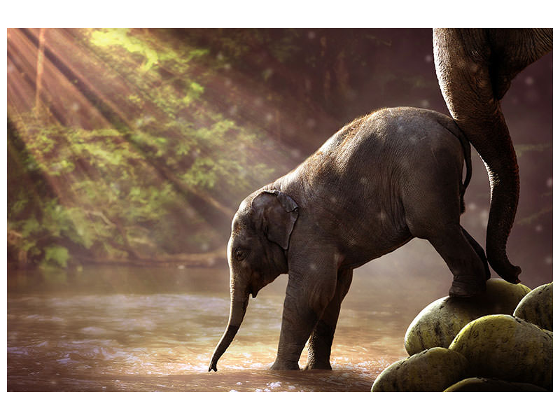 3-piece-canvas-print-the-elephant-baby