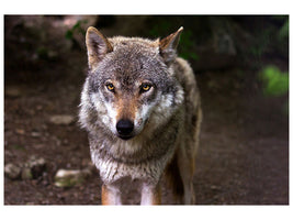 3-piece-canvas-print-the-evil-wolf
