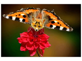 3-piece-canvas-print-the-flying-fox