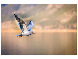 3-piece-canvas-print-the-flying-seagull