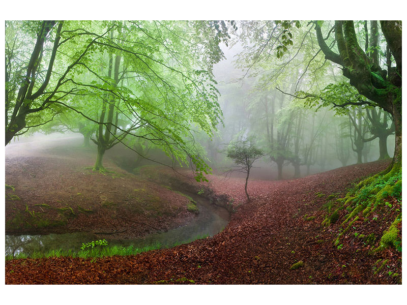 4-piece-canvas-print-the-forest-maravillador-iii