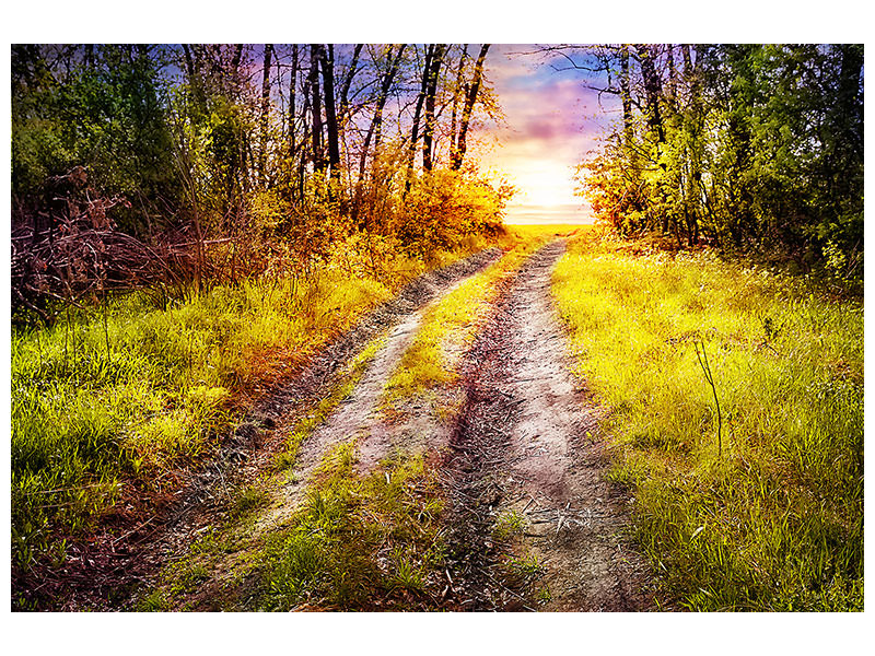 modern-4-piece-canvas-print-the-forest-path